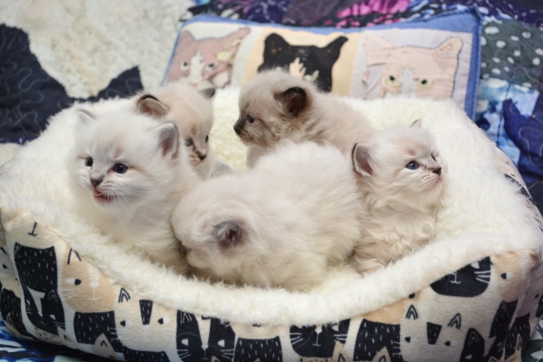 Rosehillrags Mirage kittens 3 weeks old